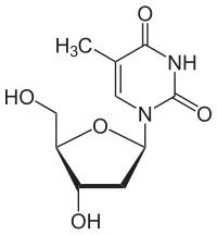 Image illustrative de l’article Thymidine