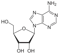 Image illustrative de l’article Adénosine