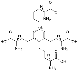 Image illustrative de l’article Desmosine
