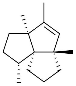 Image illustrative de l’article Isocomène