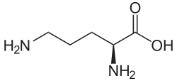 Image illustrative de l’article Ornithine