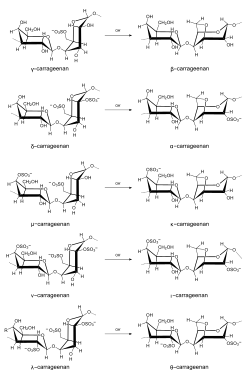 Image illustrative de l’article Carraghénane