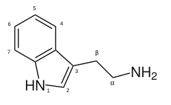 Image illustrative de l’article Tryptamine