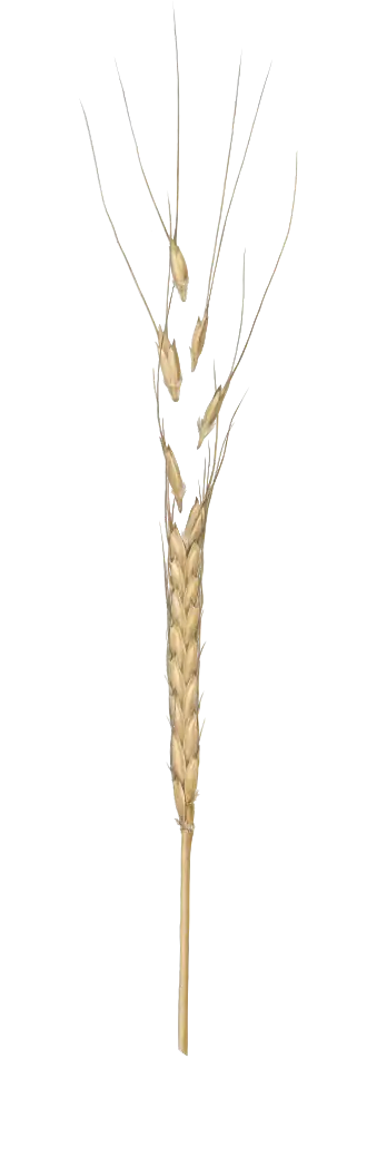 Description de l'image 202304 2 Tr.urartu color.svg.