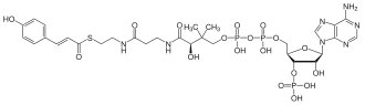 Image illustrative de l’article Coumaroyl-coenzyme A