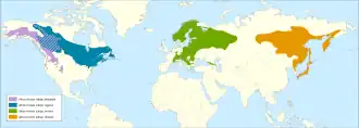 Description de l'image Alnus incana range.svg.