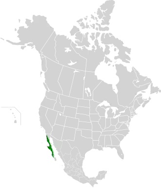 Image illustrative de l’article Désert de Basse-Californie