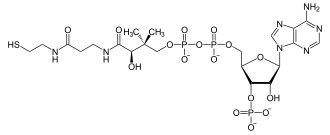 Image illustrative de l’article Coenzyme A