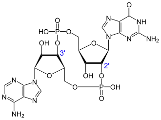 Image illustrative de l’article GMP-AMP cyclique