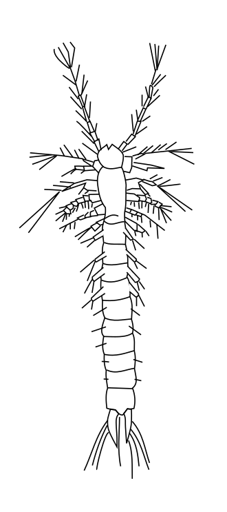 Description de l'image Mystacocarida.svg.