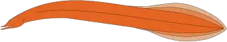 Description de l'image Neocyema erythrosoma.svg.
