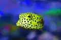 Poissons coffre.