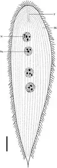 Protoopalina pingi du rectum des batraciens Hylarana guentheri et Pelophylax nigromaculatus.