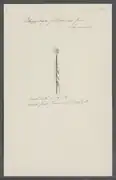 Rhizophysa filiformis (Rhizophysidae)