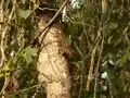 Parc national de Namdapha, Inde