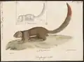 Callosciurus notatus
