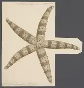 Nardoa tuberculata