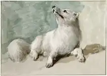 Renard arctique