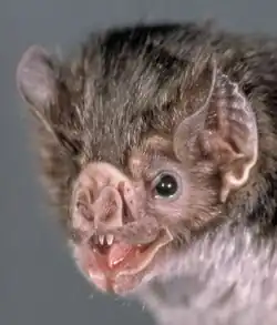 Un Vampire commun de trois-quart face : la feuille nasale plissée et les oreilles triangulaires sont bien visibles