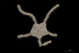 Amphiodia obtecta