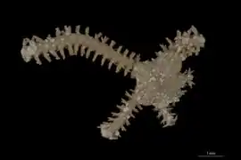 Amphiura velox