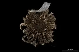 Dichrometra palmata