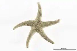 Henricia spongiosa