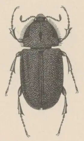 Description de l'image Aclopus - Print - Iconographia Zoologica - Special Collections University of Amsterdam - UBAINV0274 019 15 0020 (cropped).tif.