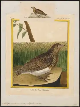 Description de l'image Attagis_malouina_-_1700-1880_-_Print_-_Iconographia_Zoologica_-_Special_Collections_University_of_Amsterdam_-_UBA01_IZ17200319.tif.