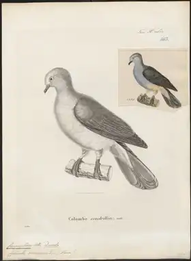 Description de l'image Carpophaga cineracea - 1700-1880 - Print - Iconographia Zoologica - Special Collections University of Amsterdam - UBA01 IZ15600113.tif.