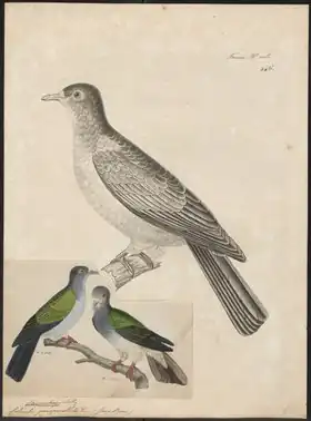 Description de l'image Carpophaga perspicillata - 1700-1880 - Print - Iconographia Zoologica - Special Collections University of Amsterdam - UBA01 IZ15600097.tif.