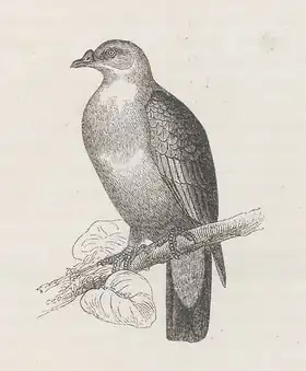 Description de l'image Carpophaga rubracera - 1872 - Print - Iconographia Zoologica - Special Collections University of Amsterdam (cropped).tif.