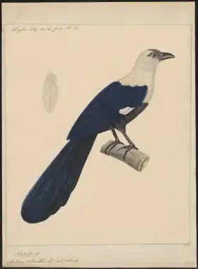 Description de l'image Centropus ateralbus - 1825-1838 - Print - Iconographia Zoologica - Special Collections University of Amsterdam - UBA01 IZ18800177.tif.