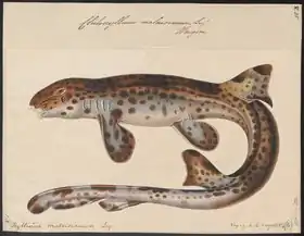 Description de l'image Chiloscyllium malaisianum - 1700-1880 - Print - Iconographia Zoologica - Special Collections University of Amsterdam - UBA01 IZ14100131.tif.