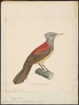 Description de l'image Colluricincla kirrocephala - 1825-1839 - Print - Iconographia Zoologica - Special Collections University of Amsterdam - UBA01 IZ16600305.tif.
