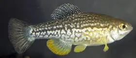 Description de l'image Cualac tessellatus.tif.