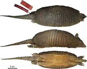 Description de l'image Dasypus sabanicola - Feijo et al 2018 holotype.tif.
