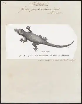 Description de l'image Gecko fascicularis - 1700-1880 - Print - Iconographia Zoologica - Special Collections University of Amsterdam - UBA01 IZ12300093.tif.
