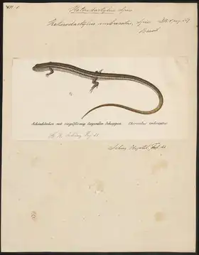 Description de l'image Heterodactylus imbricatus - 1700-1880 - Print - Iconographia Zoologica - Special Collections University of Amsterdam - UBA01 IZ12500065.tif.
