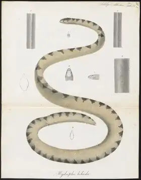 Description de l'image Hydrophis hybrida - 1700-1880 - Print - Iconographia Zoologica - Special Collections University of Amsterdam - UBA01 IZ11800171.tif.