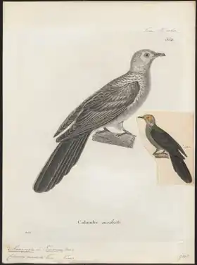 Description de l'image Macropygia_modesta_-_1700-1880_-_Print_-_Iconographia_Zoologica_-_Special_Collections_University_of_Amsterdam_-_UBA01_IZ15600381.tif.