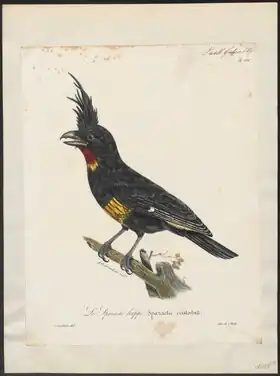 Description de l'image Oreoica cristata - 1825-1834 - Print - Iconographia Zoologica - Special Collections University of Amsterdam - UBA01 IZ16600317.tif.
