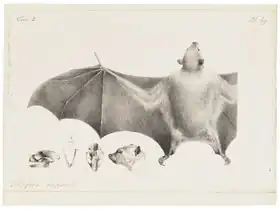 Description de l'image Pteropus ecaudatus - 1700-1880 - Print - Iconographia Zoologica - Special Collections University of Amsterdam - UBA01 IZ20700041.tif.