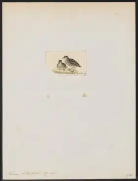 Description de l'image Turnix hottentota - 1820-1863 - Print - Iconographia Zoologica - Special Collections University of Amsterdam - UBA01 IZ17100151.tif.