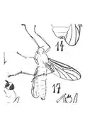 P. brevipennis.