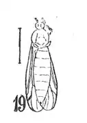 P. flichei.