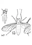 P. livida.