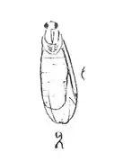 Plecia oviformis Holotype femelle.