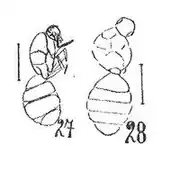 Femelles éch R31 (27) et R343 (28).