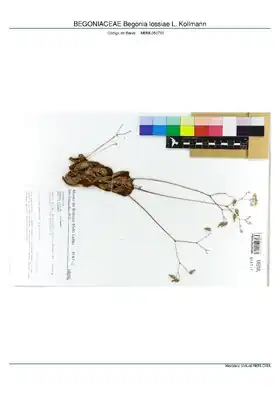 Description de l'image BEGONIACEAE Begonia lossiae L. Kollmann, INMA (MBML050712).pdf.